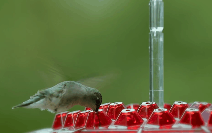 Koadclo | Ant-Proof Hummingbird Feeder with Outdoor Hanging Perch