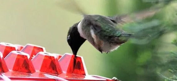 Koadclo | Ant-Proof Hummingbird Feeder with Outdoor Hanging Perch