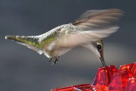 Koadclo | Ant-Proof Hummingbird Feeder with Outdoor Hanging Perch