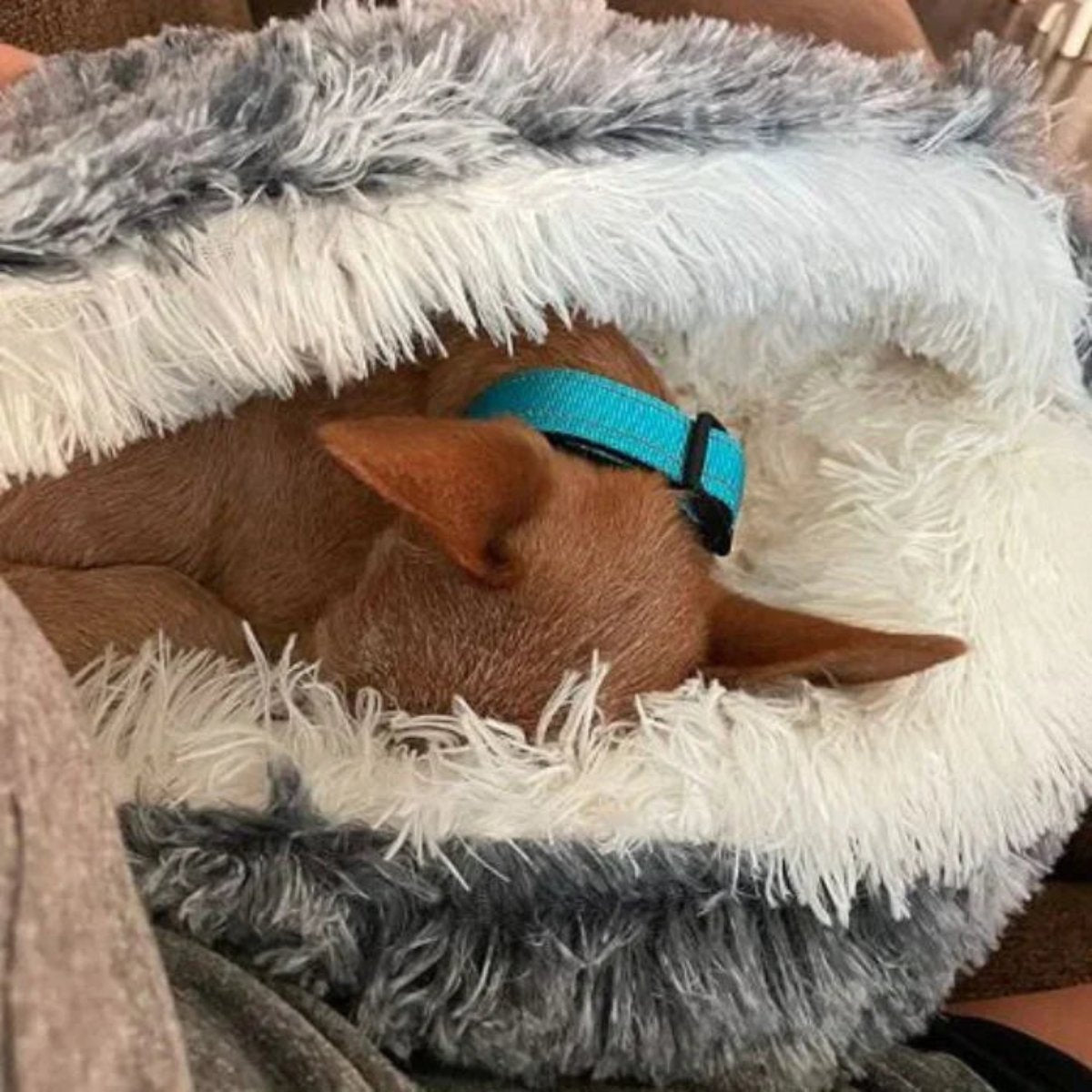 koadclo | Cozy Cave Pet Bed – Calming & Comfortable Dog Bed for Deep Relaxation
